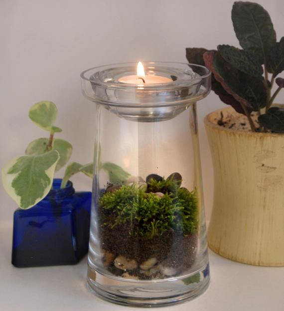 Best ideas about DIY Terrarium Kit
. Save or Pin Items similar to Tea Light Moss Terrarium Kit DIY on Etsy Now.