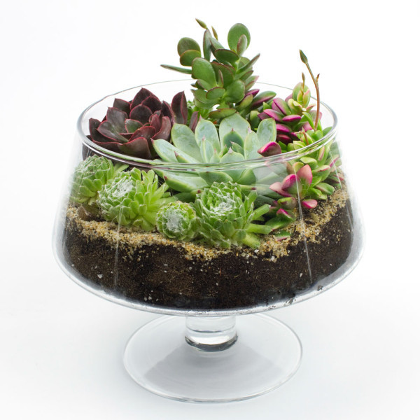 Best ideas about DIY Terrarium Kits
. Save or Pin DIY Terrarium Kits For Succulents Cacti & Air Plants Now.