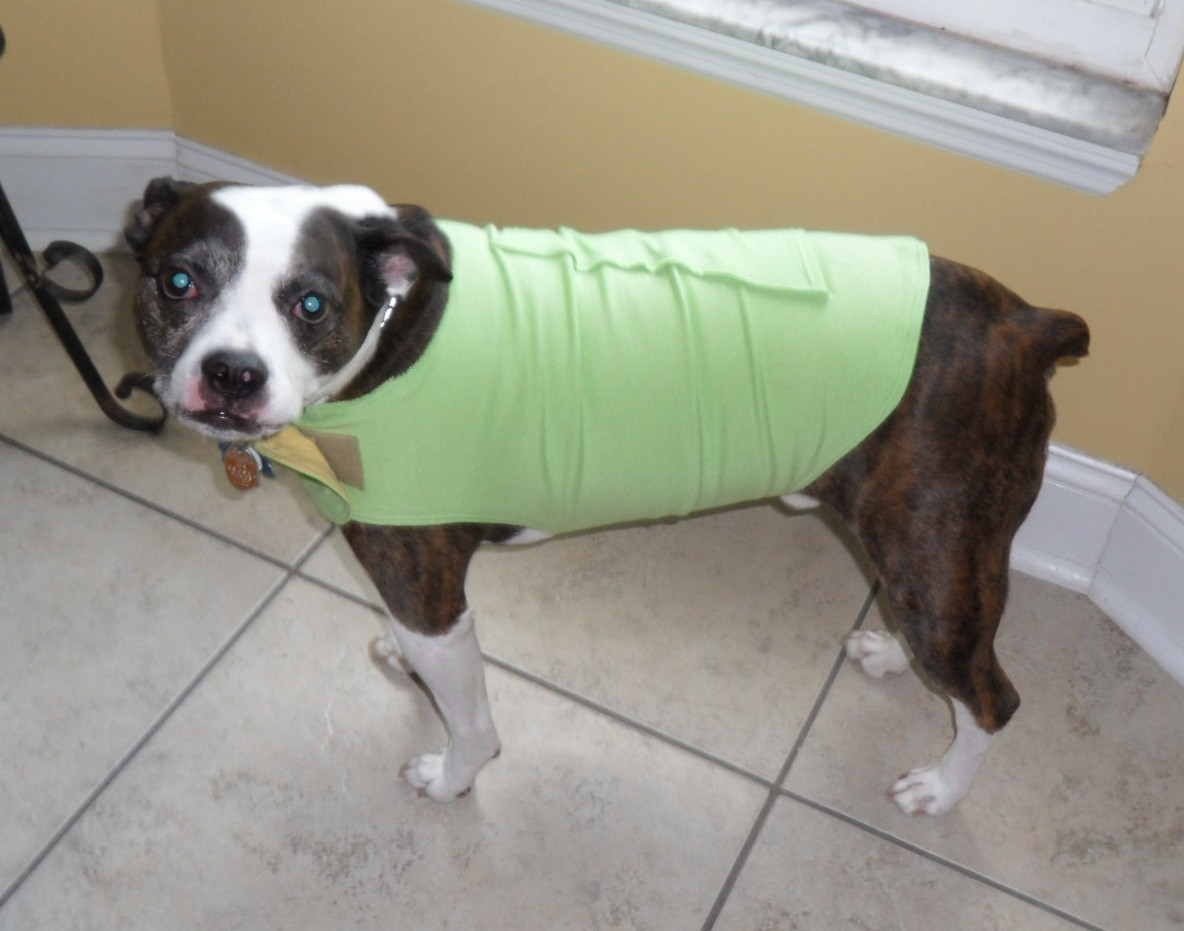 Best ideas about DIY Thundershirt For Dogs
. Save or Pin daniKate designs Thunder shirt knockoff Now.