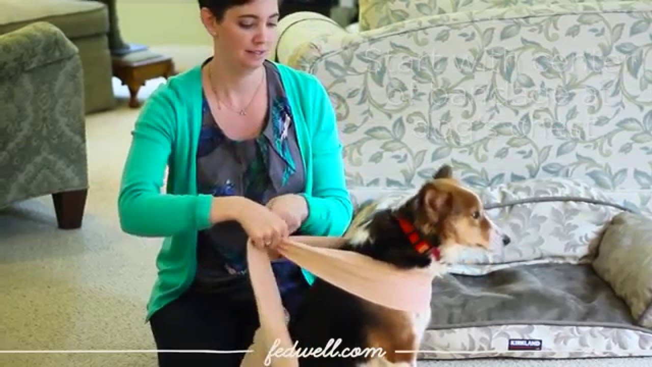 Best ideas about DIY Thundershirt For Dogs
. Save or Pin Anti Anxiety Wrap Hack Now.