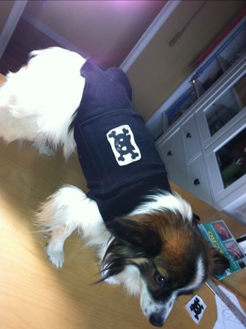 Best ideas about DIY Thundershirt For Dogs
. Save or Pin homemade anti anxiety wrap for dogs Now.