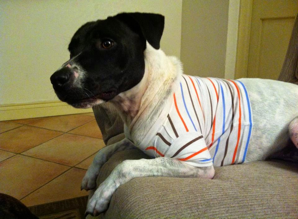 Best ideas about DIY Thundershirt For Dogs
. Save or Pin Mutts and Munchkins DIY Thundershirt for Dogs Now.