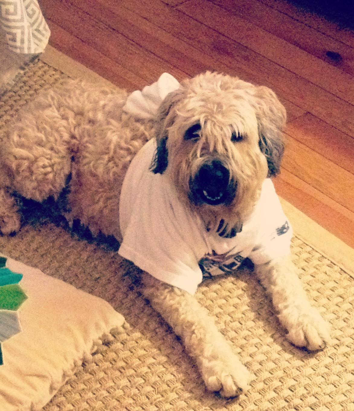 Best ideas about DIY Thundershirt For Dogs
. Save or Pin SUMMER THUNDERSTORMS FIREWORKS AND THE DIY THUNDER SHIRT Now.