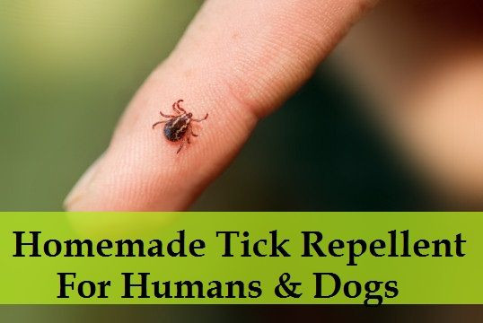 Best ideas about DIY Tick Repellent For Dogs
. Save or Pin 93 best For The Dog images on Pinterest Now.