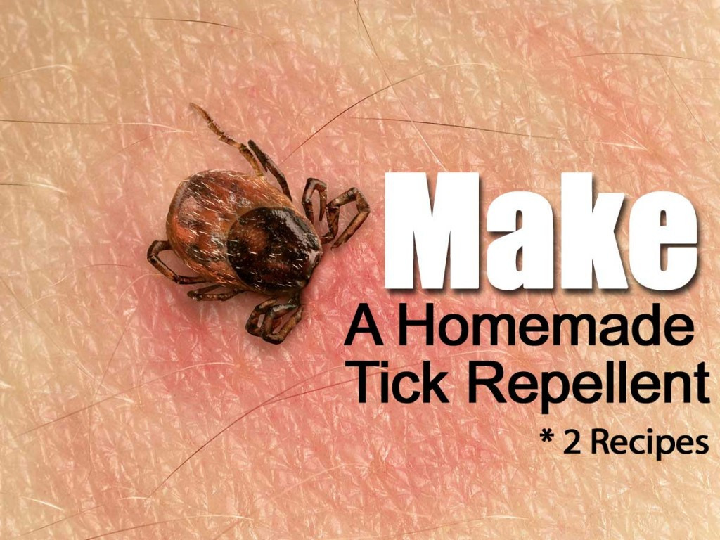 Best ideas about DIY Tick Repellent For Dogs
. Save or Pin How To Make A Homemade Tick Repellent Recipe Now.