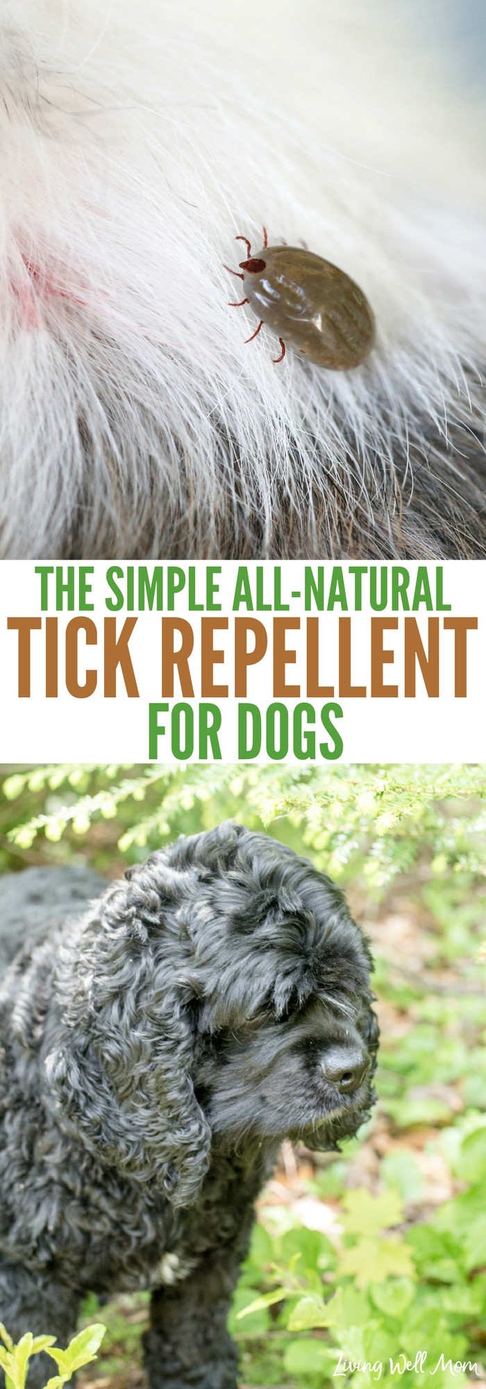 Best ideas about DIY Tick Repellent For Dogs
. Save or Pin The Simple All Natural Tick Repellent for Dogs Now.