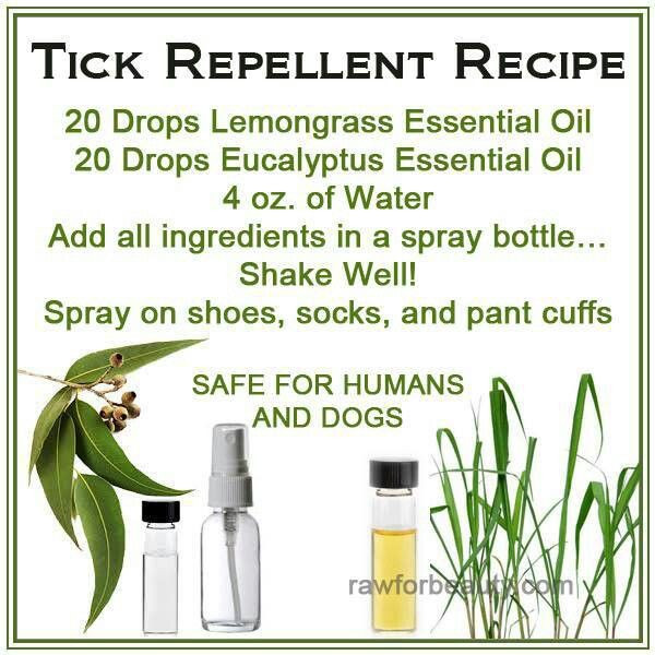 Best ideas about DIY Tick Repellent For Dogs
. Save or Pin Homemade tick repellent Pets Now.