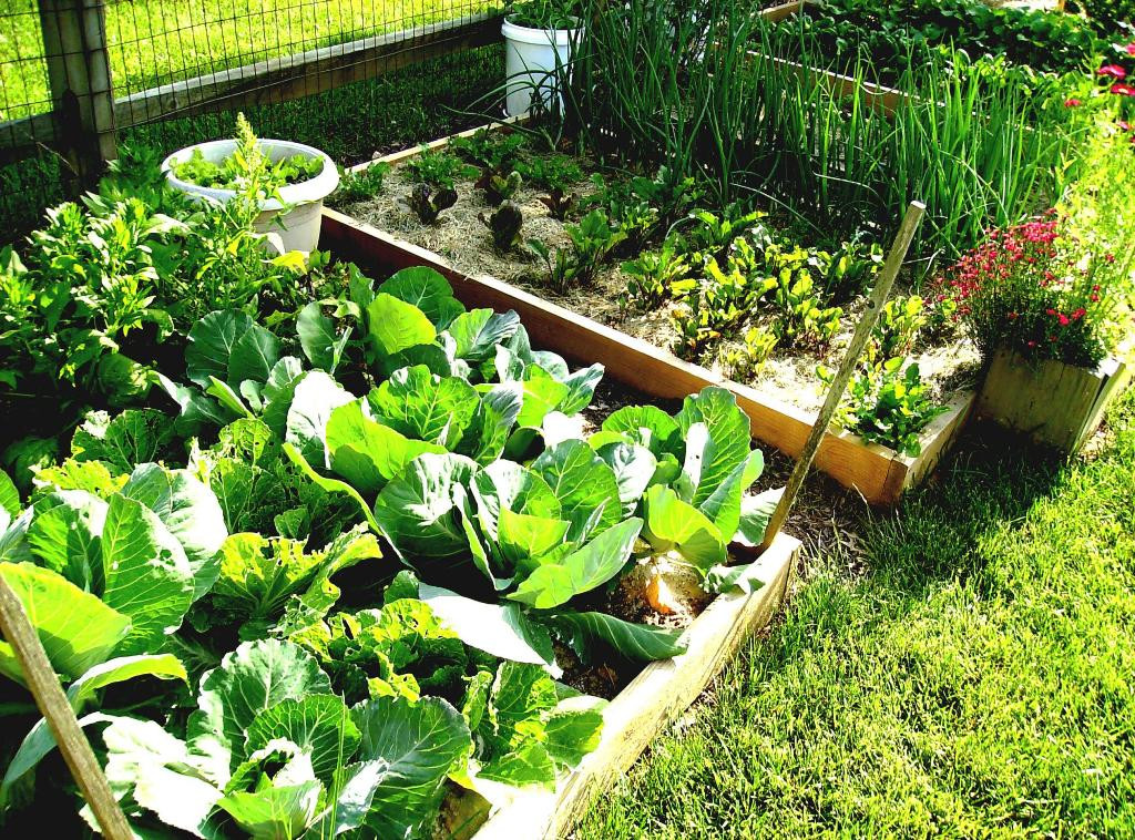 Best ideas about DIY Vegetable Garden Ideas
. Save or Pin Vertical Ve able Gardening Ideas — Thehrtechnologist Now.