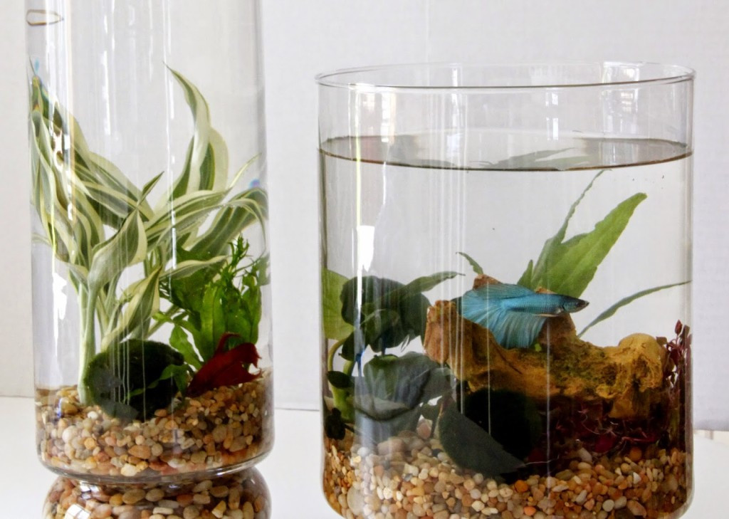 Best ideas about DIY Water Gardens
. Save or Pin DIY Indoor Water Garden Now.