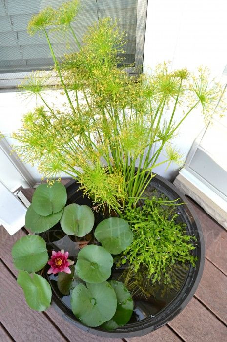 Best ideas about DIY Water Gardens
. Save or Pin 17 Best ideas about Container Water Gardens on Pinterest Now.