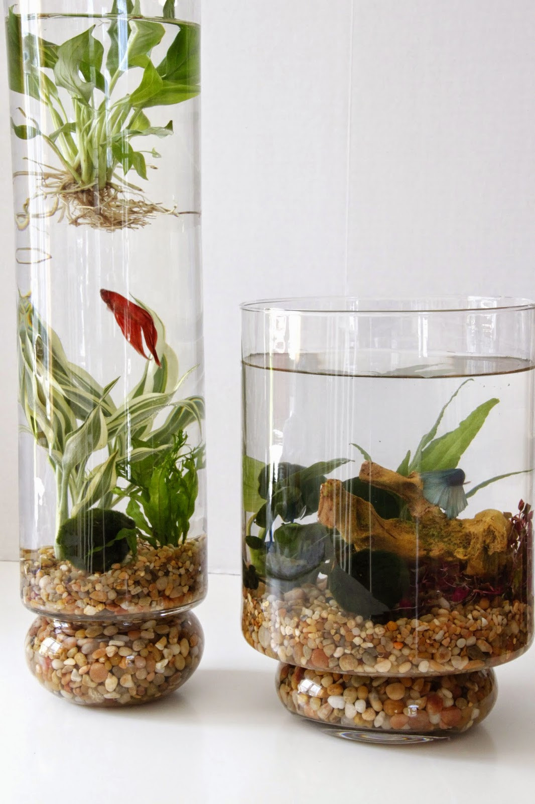 Best ideas about DIY Water Gardens
. Save or Pin DIY Indoor Water Garden Tilly s Nest Now.