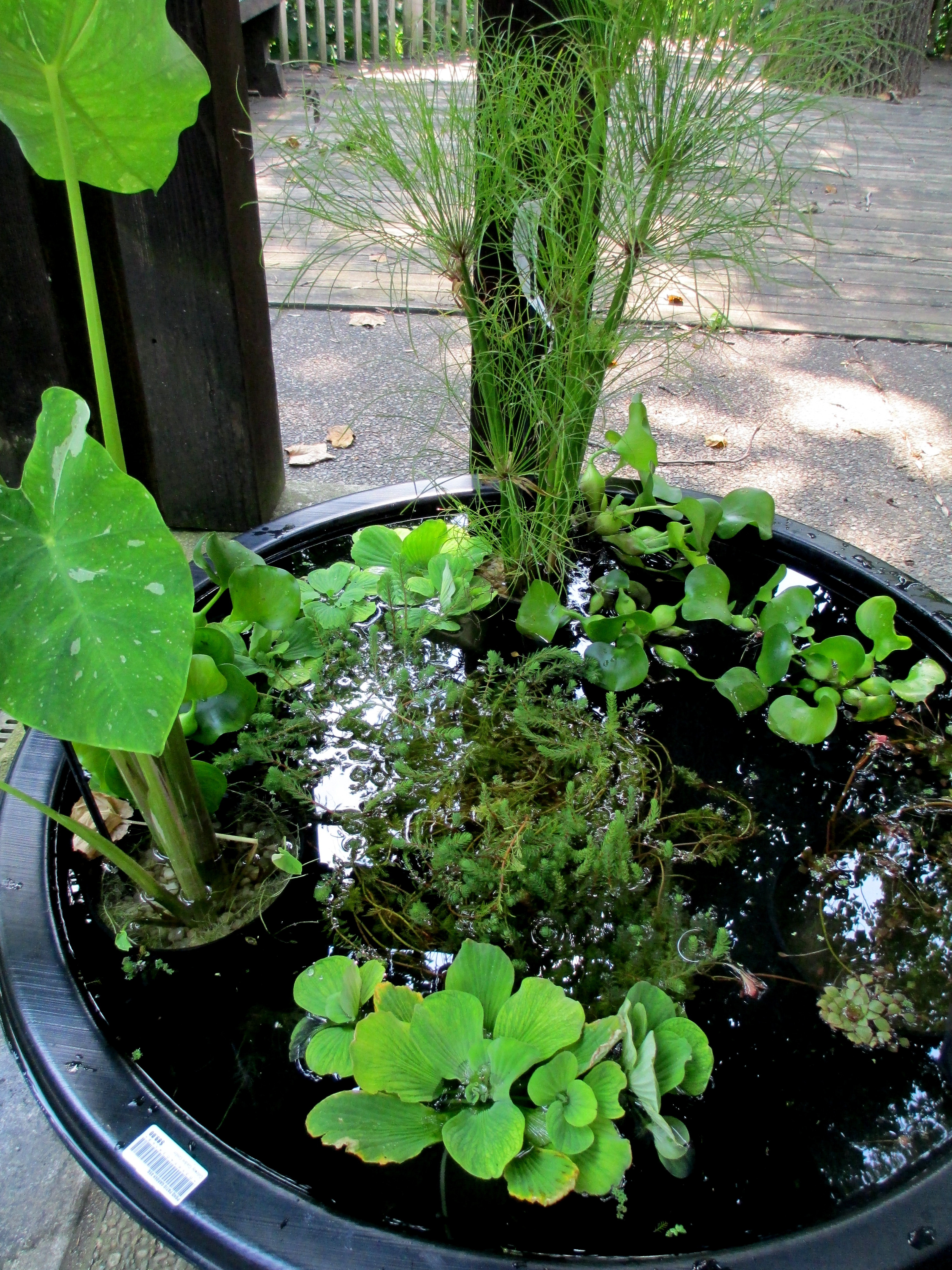 Best ideas about DIY Water Gardens
. Save or Pin DIY Create Your Own Water Garden In A Container Now.