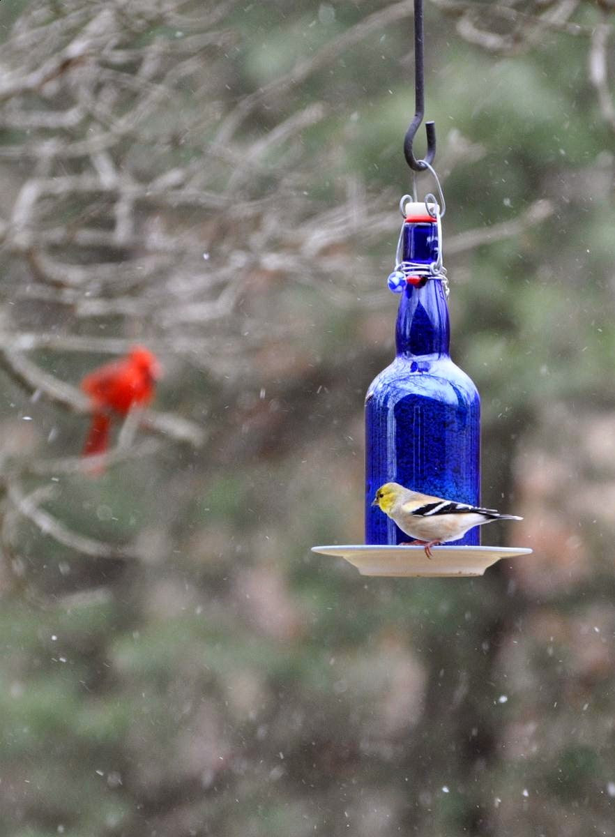 Best ideas about DIY Wine Bottle Bird Feeder
. Save or Pin Rebecca s Bird Gardens Blog DIY Wine Bottle Bird Feeders Now.