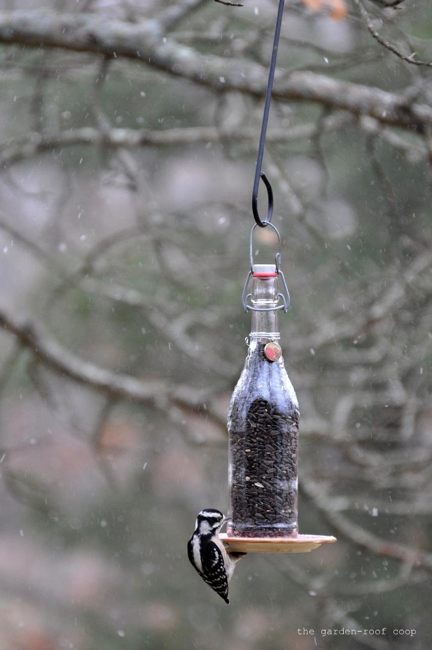 Best ideas about DIY Wine Bottle Bird Feeder
. Save or Pin the garden roof coop DIY Wine Bottle Bird Feeders Now.