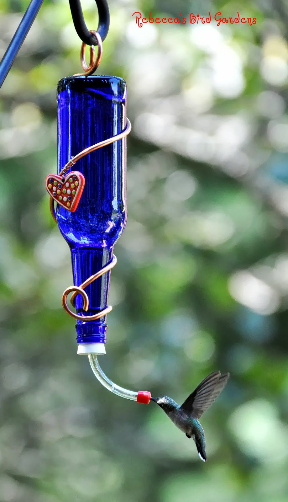 Best ideas about DIY Wine Bottle Hummingbird Feeder
. Save or Pin Rebecca s Bird Gardens Blog DIY Fruit and Hummingbird Feeders Now.