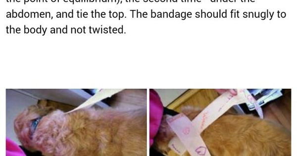 Best ideas about Dog Anxiety Wrap DIY
. Save or Pin DIY Anxiety wrap for your dogs with an Ace wrap Now.