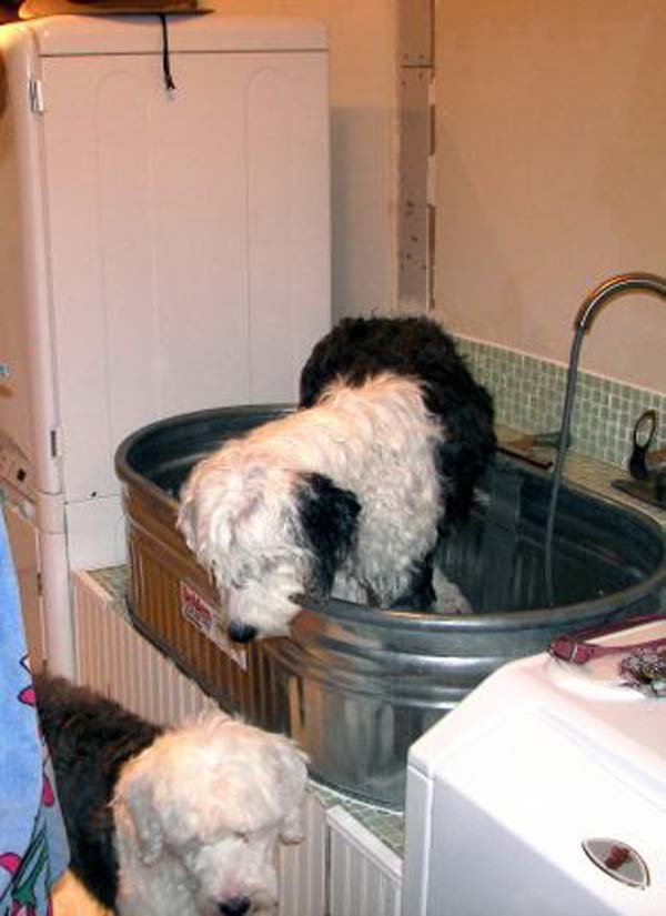 Best ideas about Dog Bath Tub DIY
. Save or Pin 17 Insanely Cool Bathroom Ideas For Your Doggies Amazing Now.