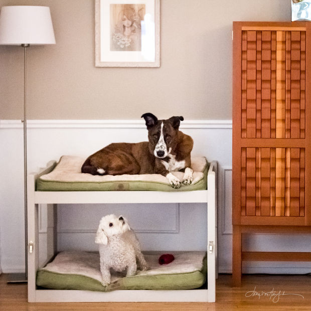 Best ideas about Dog Bed DIY
. Save or Pin DIY Dog Bunk Beds 8 Steps with Now.