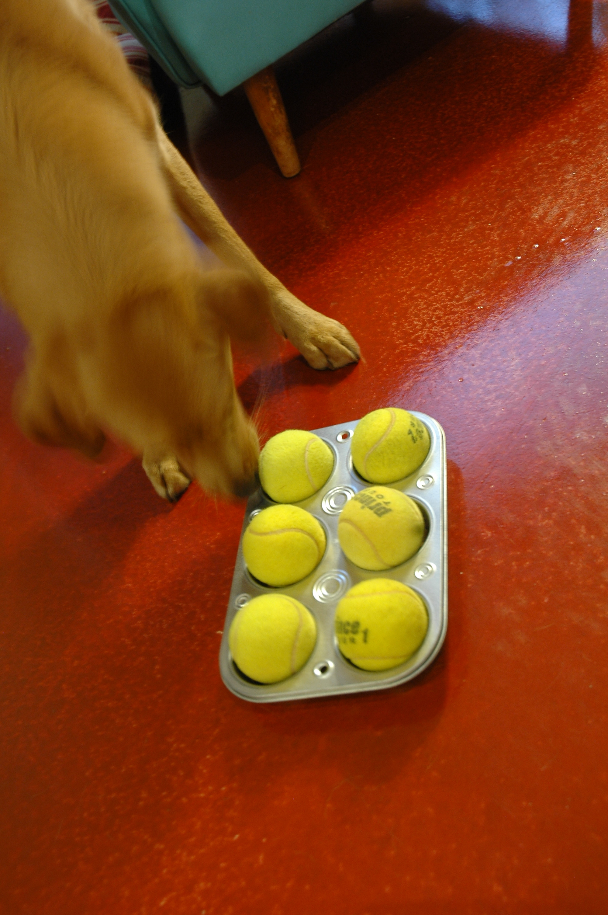 Best ideas about Dog Brain Games DIY
. Save or Pin DIY Dog Brain Game Now.