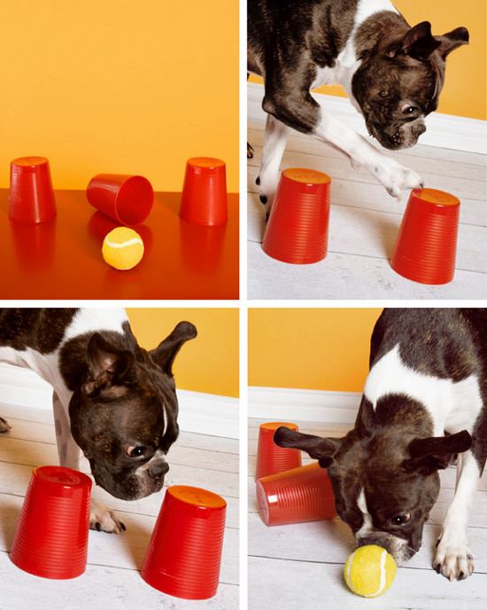 Best ideas about Dog Brain Games DIY
. Save or Pin DIY DOG TOY DIY THINKING DOG GAME – Pawsh Magazine Now.