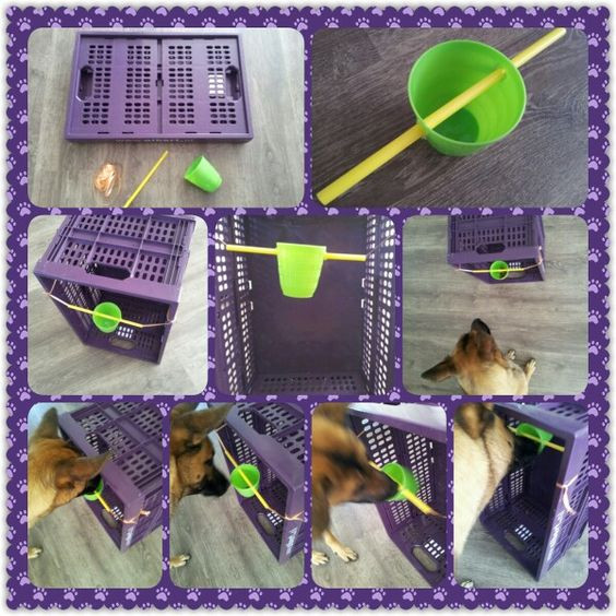 Best ideas about Dog Brain Games DIY
. Save or Pin Dog games Game and Dogs on Pinterest Now.