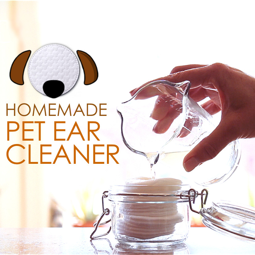 Best ideas about Dog Ear Cleaner DIY
. Save or Pin DIY EAR CLEANER FOR PETS Planet Paws Now.
