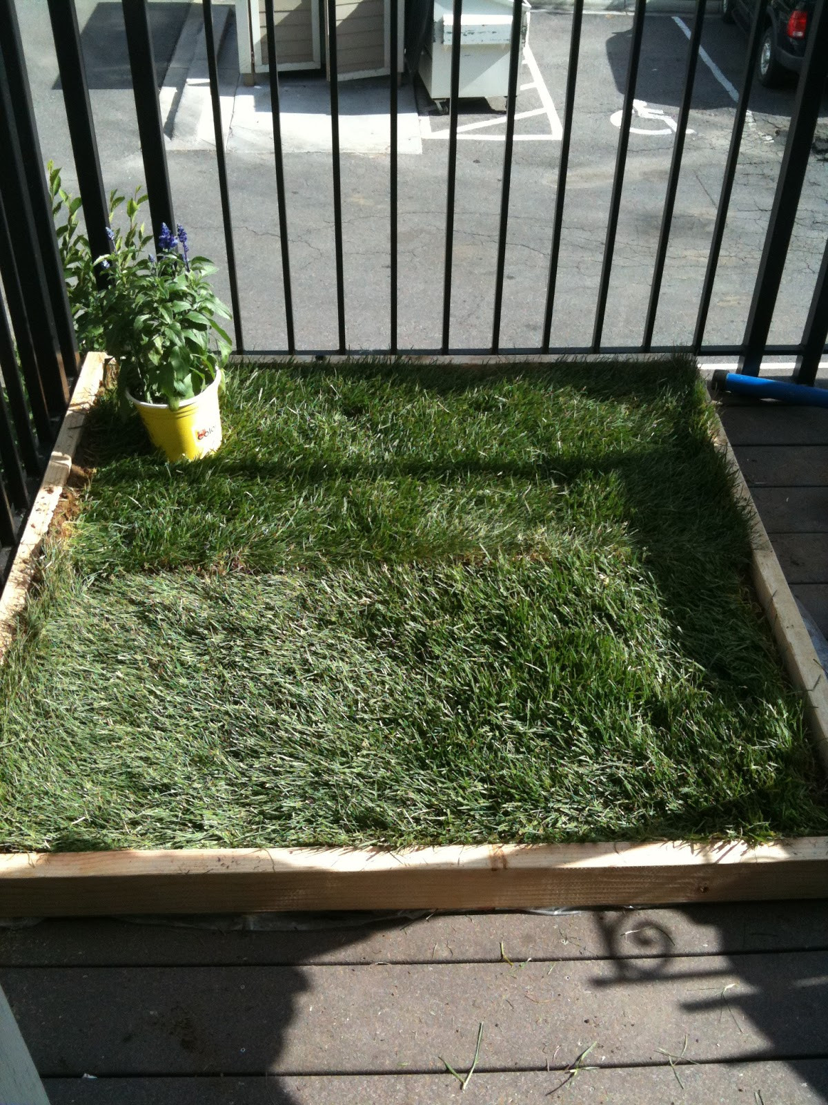 Best ideas about Dog Potty Grass DIY
. Save or Pin super dog charlie pants and me Dog Potty for Patio Build Now.