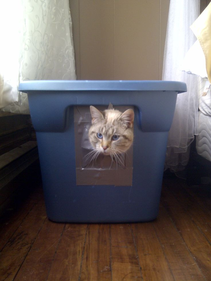 Best ideas about Dog Proof Litter Box DIY
. Save or Pin Best 25 Dog proof litter box ideas on Pinterest Now.