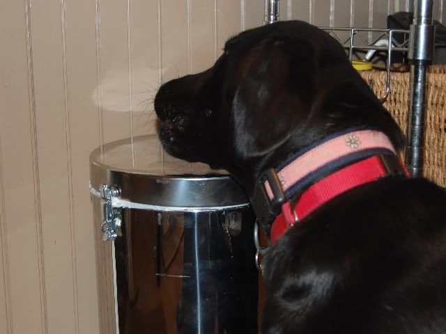 Best ideas about Dog Proof Trash Can DIY
. Save or Pin dog proof your trash can Good to Know Now.