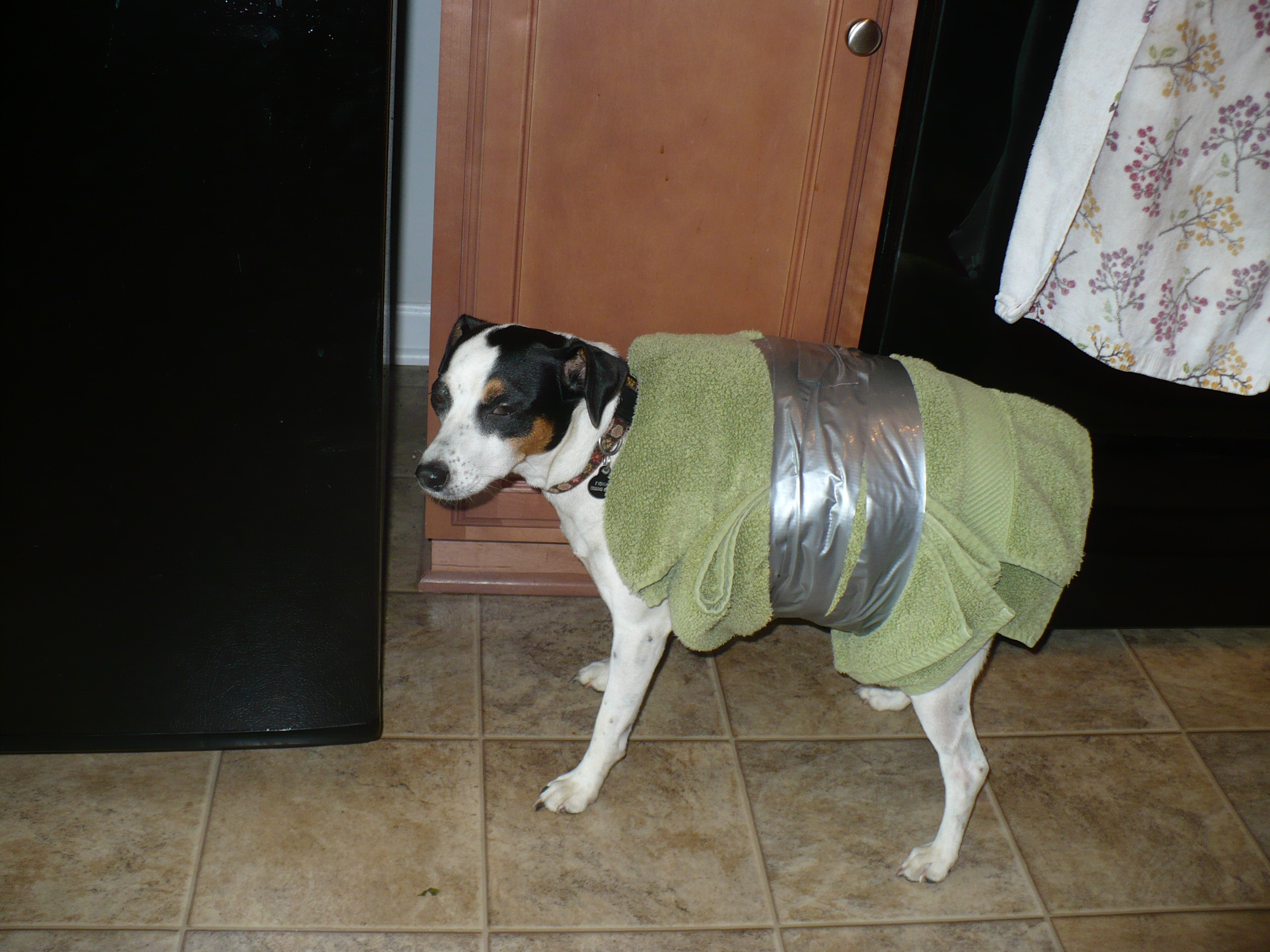 Best ideas about Dog Thundershirt DIY
. Save or Pin The Redneck Thundershirt Now.