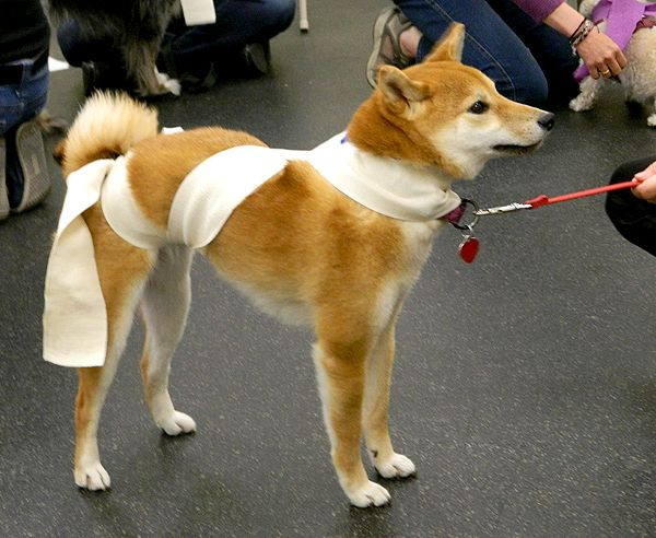 Best ideas about Dog Thundershirt DIY
. Save or Pin Relieve Your Dog s Anxiety Wrap his her torso with an Now.