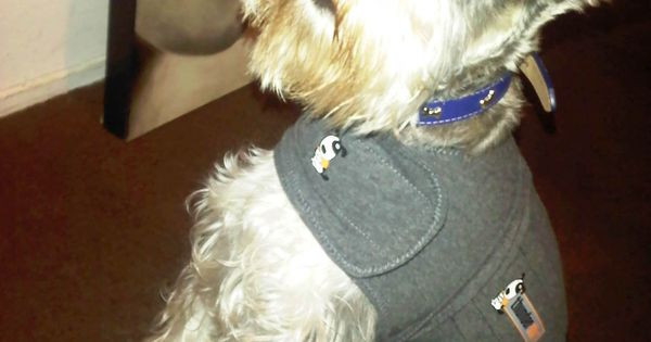 Best ideas about Dog Thundershirt DIY
. Save or Pin Thundershirt Finally Can be homemade fit snugly Now.