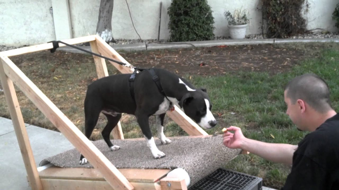 Best ideas about Dog Treadmill DIY
. Save or Pin Pitbull JAX home made treadmill Now.