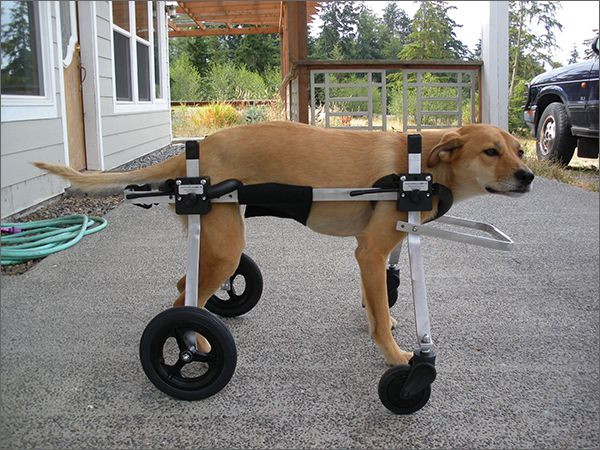 Best ideas about Doggie Wheelchair DIY
. Save or Pin 25 best ideas about Dog wheelchair on Pinterest Now.
