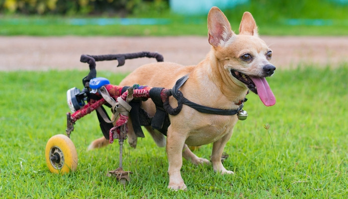 Best ideas about Doggie Wheelchair DIY
. Save or Pin DIY Dog Wheelchair How to Make a Wheelchair for Dogs By Now.