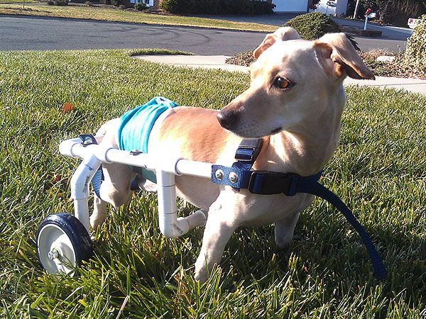 Best ideas about Doggie Wheelchair DIY
. Save or Pin Jerry West Builds Wheelchairs for Dogs in Need Now.