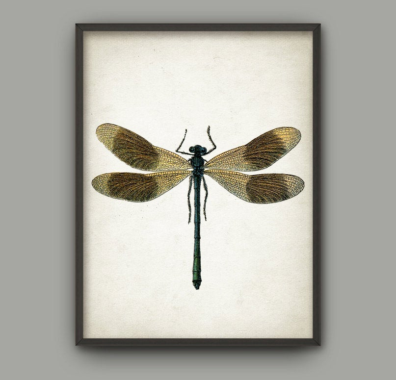 Best ideas about Dragonfly Wall Art
. Save or Pin Dragonfly Wall Art Poster Dragon Fly Home Decor Entomology Now.