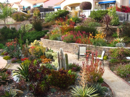 Best ideas about Drought Tolerant Plants Landscape Design
. Save or Pin THIS DROUGHT IS FOR REAL …Beautiful and Water wise Now.