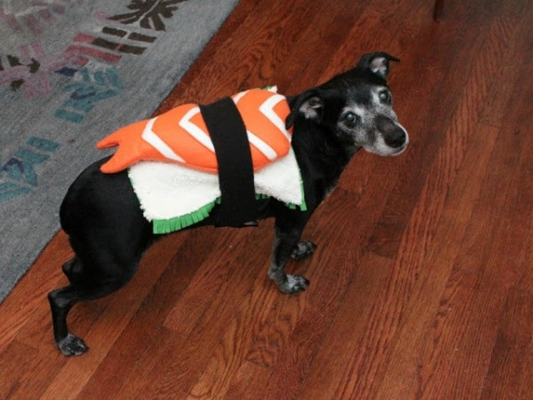 Best ideas about Easy DIY Dog Costumes
. Save or Pin 10 Fang tastically Easy DIY Pet Costumes thegoodstuff Now.