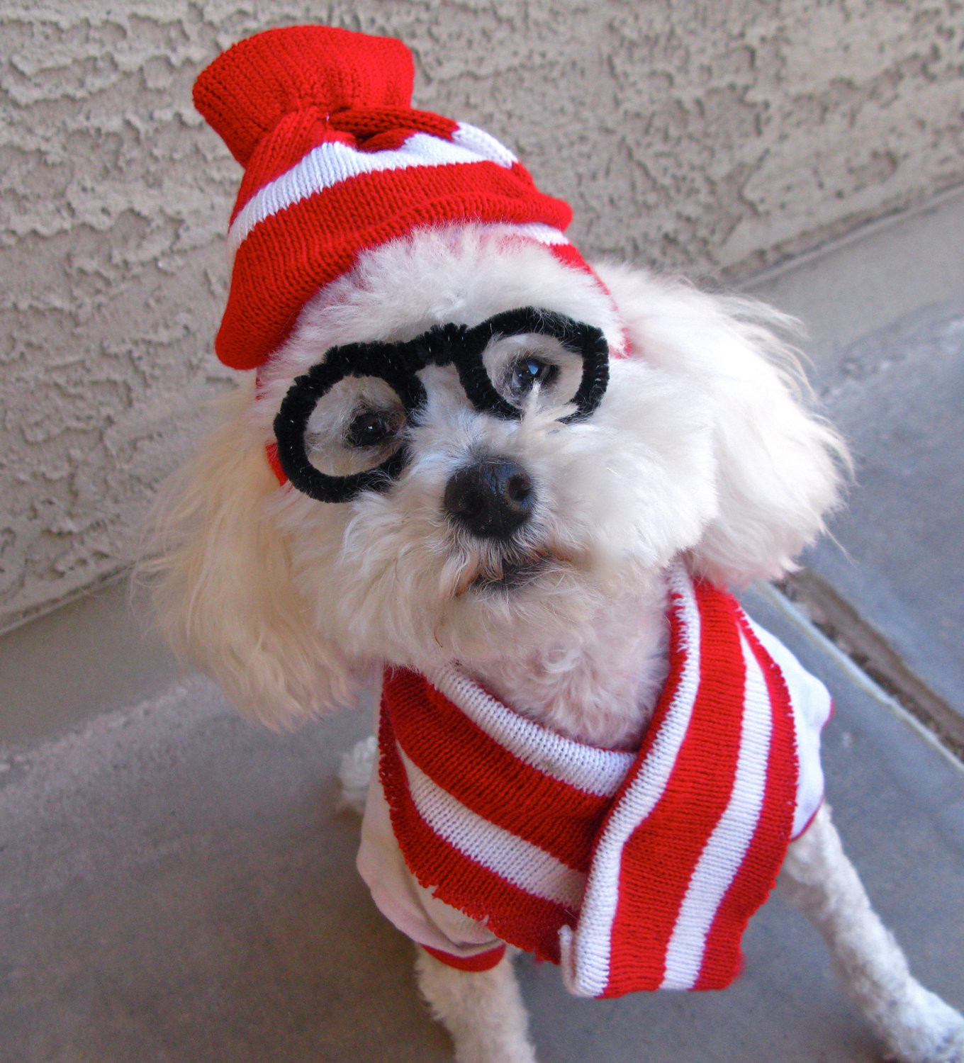 Best ideas about Easy DIY Dog Costumes
. Save or Pin Last Minute DIY Halloween Costumes for Your Dog Broke Now.