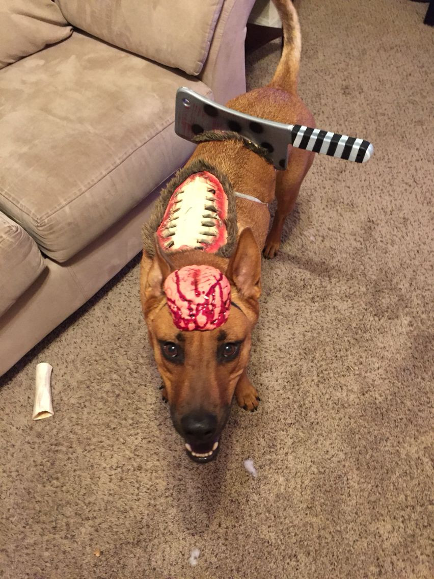 Best ideas about Easy DIY Dog Costumes
. Save or Pin DIY zombie dog costume Dog Costumes Now.