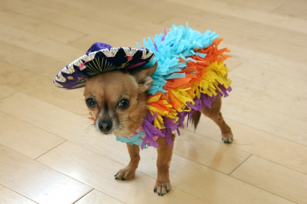 Best ideas about Easy DIY Dog Costumes
. Save or Pin Pet Halloween Costumes Handmade DIY s and More The Now.
