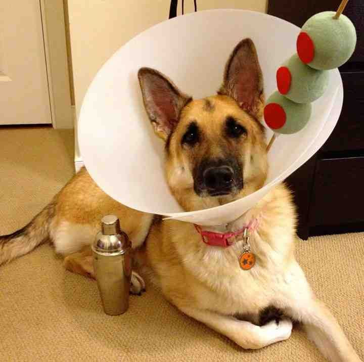 Best ideas about Easy DIY Dog Costumes
. Save or Pin 15 Easy & Simple DIY Pet Costumes Now.