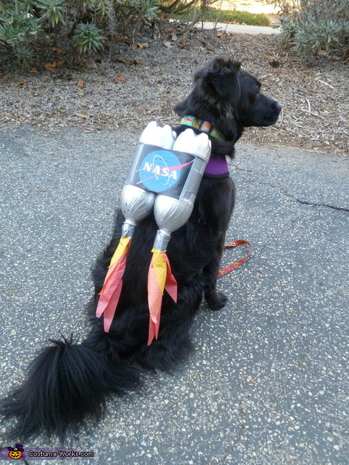 Best ideas about Easy DIY Dog Costumes
. Save or Pin Ten Dangerously Adorable DIY Dog Costumes Frugal Beautiful Now.