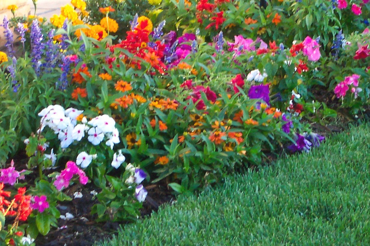 Best ideas about Flower Garden Ideas
. Save or Pin Sacramento Ve able Gardening Hands f My S Curve Now.