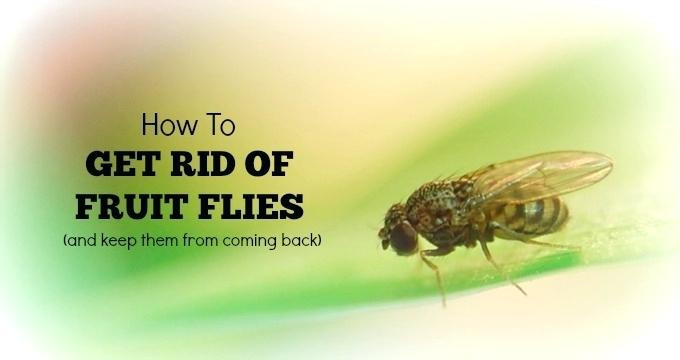 Best ideas about Fruit Flies In Bathroom . Save or Pin The 20 Best Ideas for Fruit Flies In Bathroom Best Home Now.