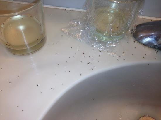 Best ideas about Fruit Flies In Bathroom . Save or Pin The 20 Best Ideas for Fruit Flies In Bathroom Best Home Now.