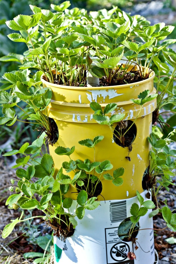Best ideas about Garden Tower DIY
. Save or Pin 30 DIY Tower Garden Ideas To Grow Plants Vertically – The Now.