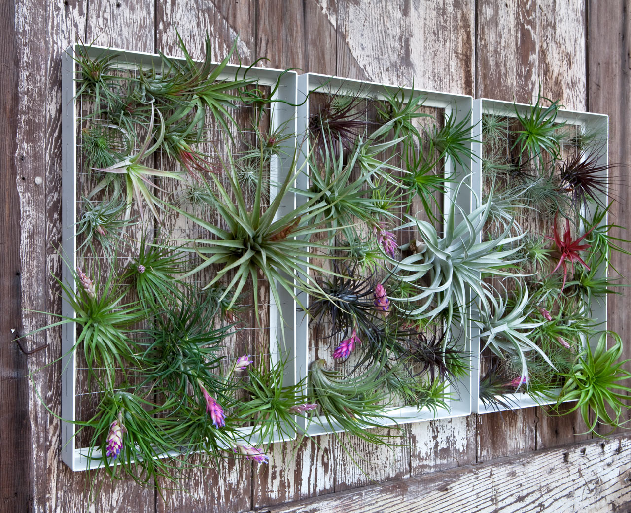 Best ideas about Garden Wall Artwork
. Save or Pin Living Wall Art Vertical Garden Frames by Airplantman Now.