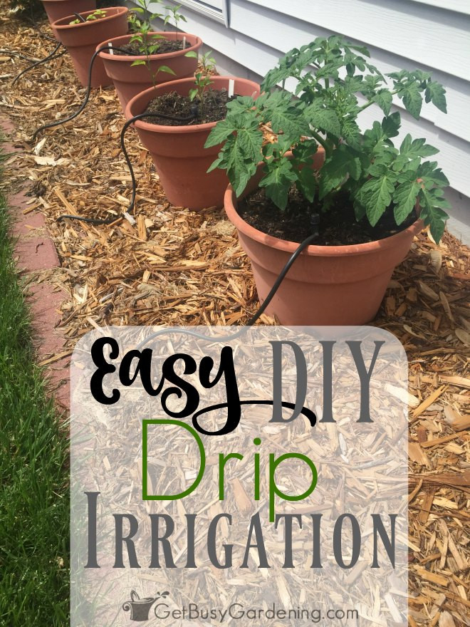 Best ideas about Garden Watering Systems DIY
. Save or Pin Easy DIY Garden Drip Irrigation System Now.